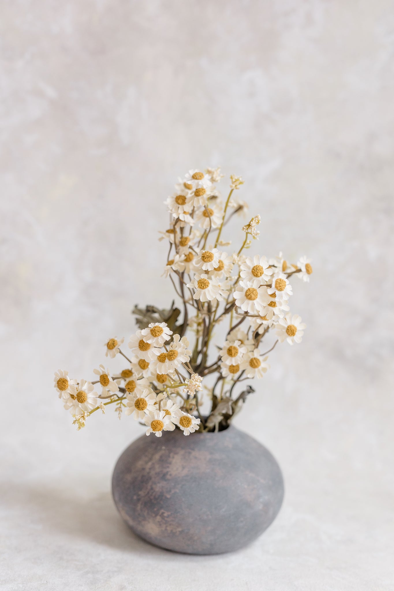 Dried-Look Feverfew | Set of 3