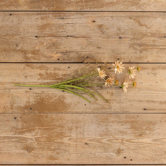 Apricot Wildflower Spray | Set of 3 Stems