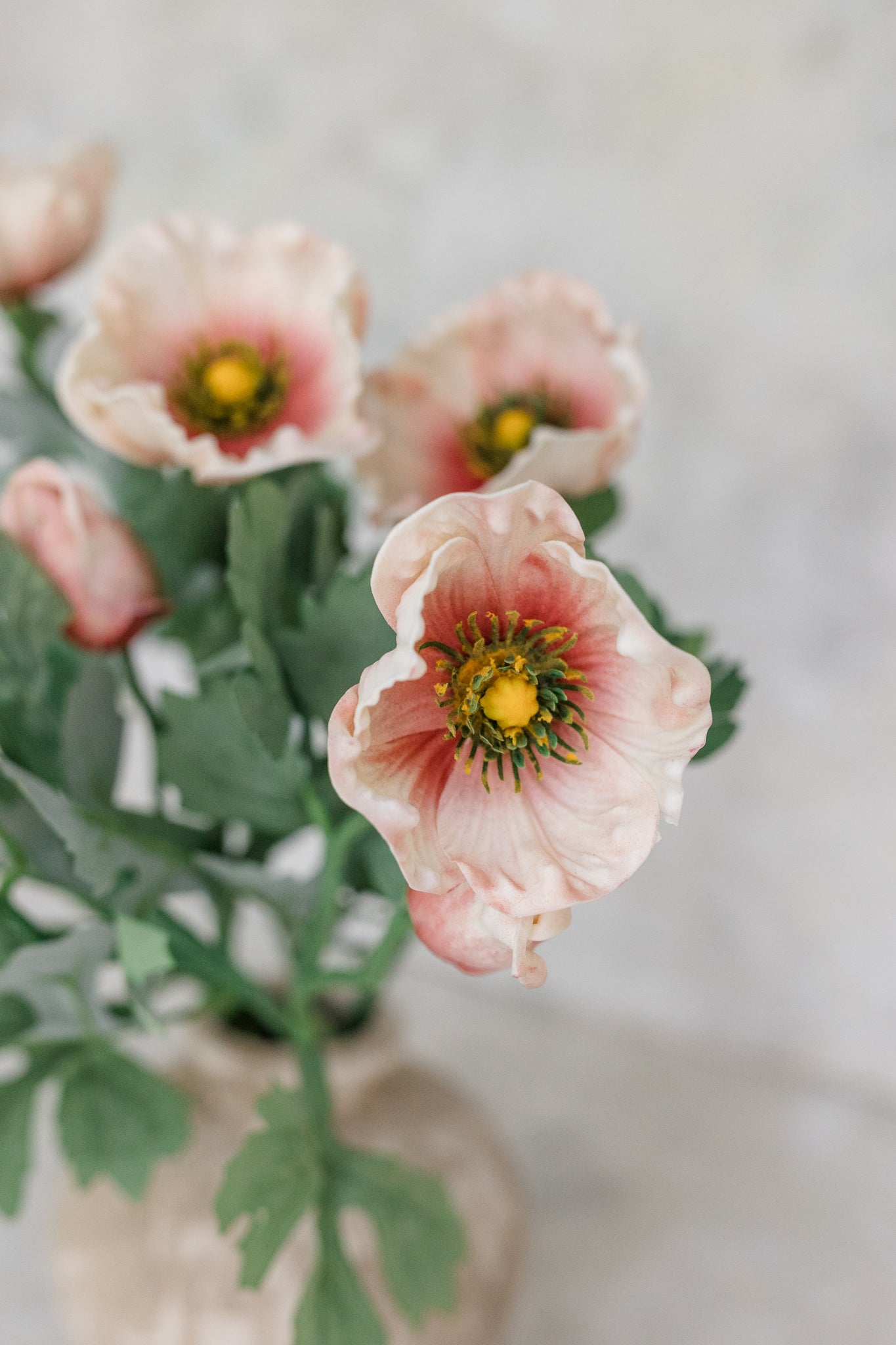 Soft Touch Anemone | Set of 6