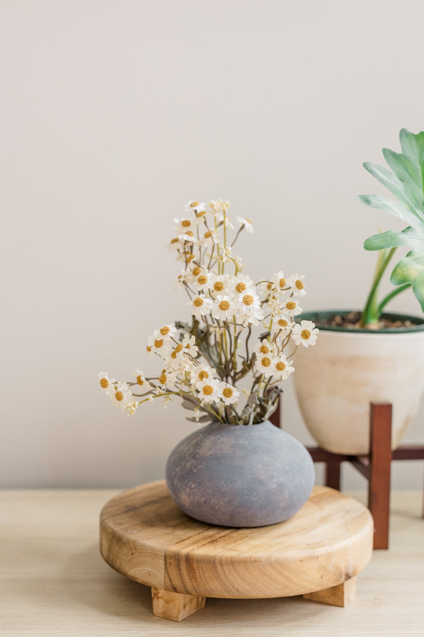 Dried-Look Feverfew | Set of 3
