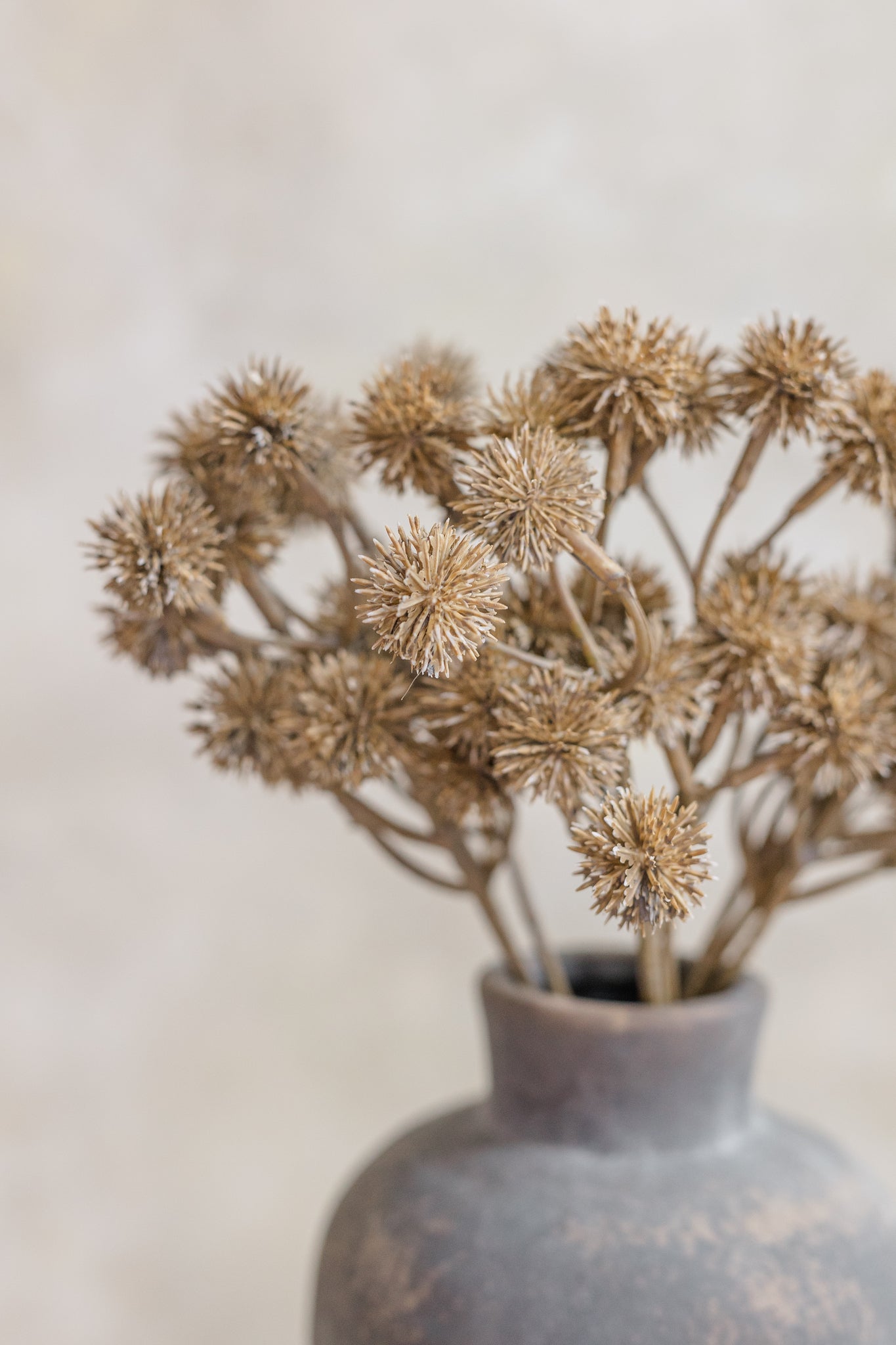 Globe Thistle | Set of 3