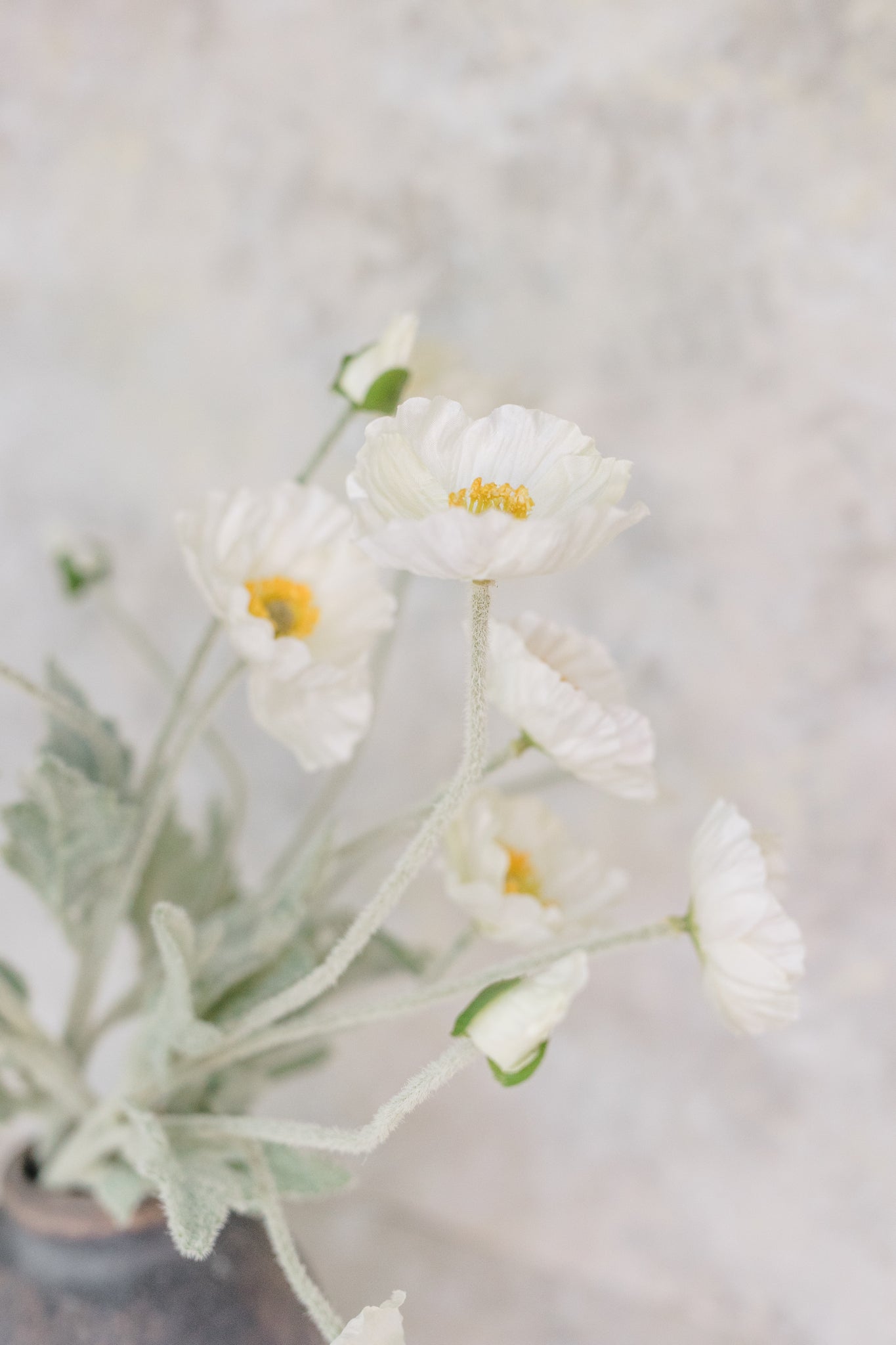 Poppy Whisper | Set of 6