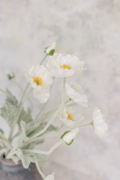 Poppy Whisper | Set of 6